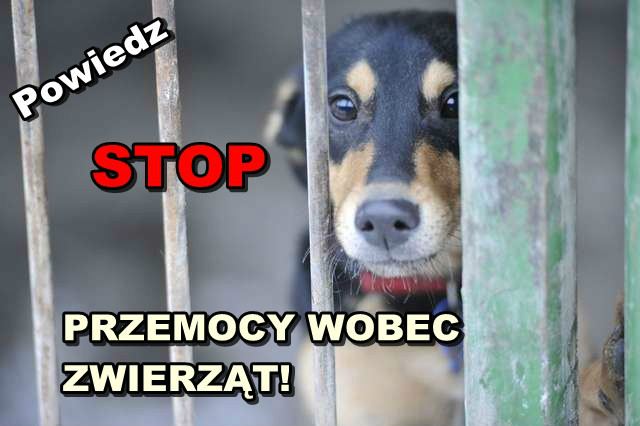 stop-przemocy-wobec-zwierzat