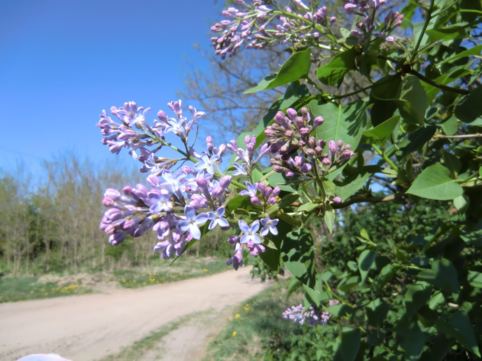 wiosna wiosna